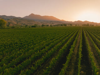 Shop our Single Vineyard Wines