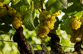 Beringer Vineyards Lifecycle of a Grape