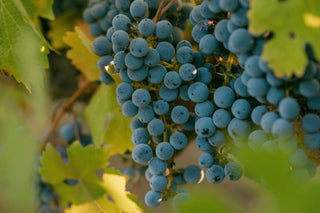 Lifecycle of a Grape
