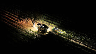 Beringer Vineyards 2022 Harvest