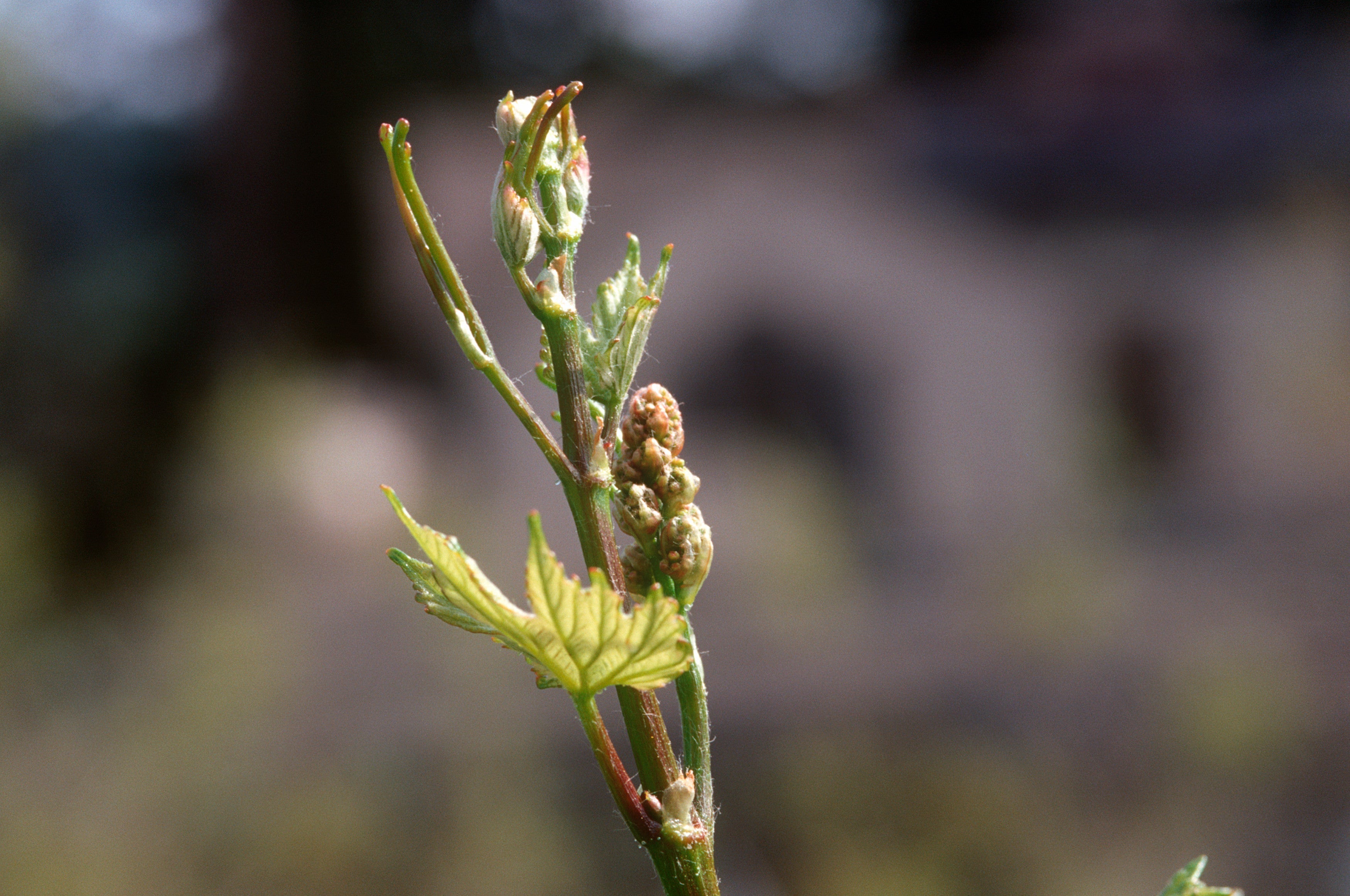 Bud Break in Napa Valley | The Start of a New Vintage at Beringer