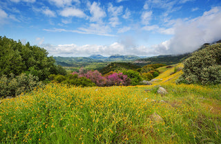 Wildflower Trails in St. Helena