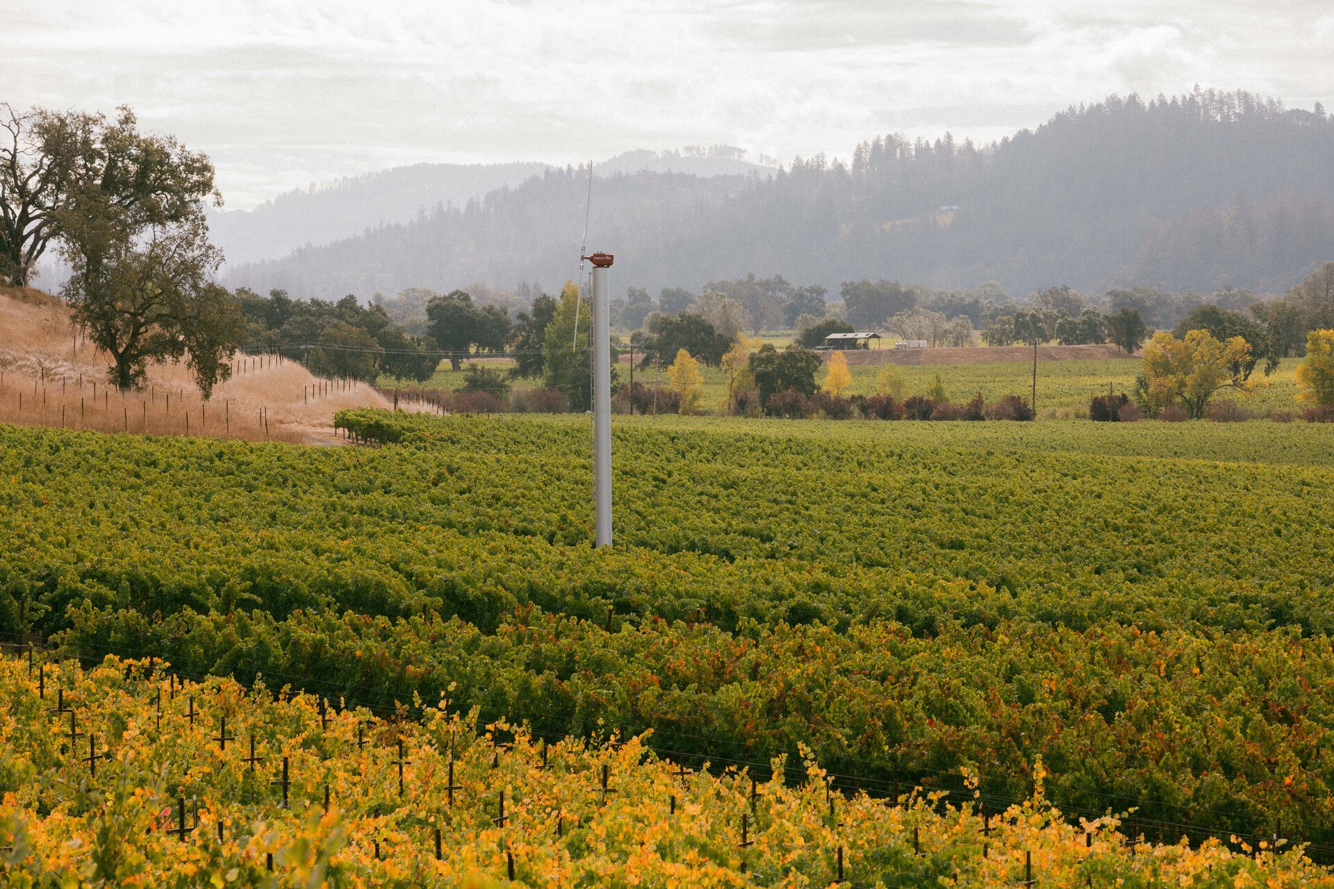 Beringer Knights Valley Vineyard