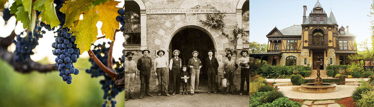 Grape Cluster, Historic Beringer Photograph, Rhine House