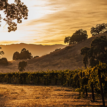 Beringer Vineyard