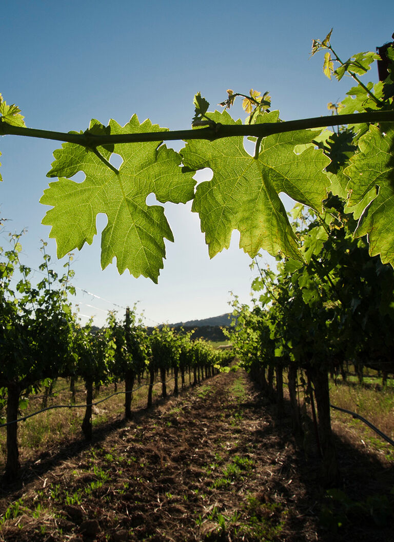 Looking Up at Vine