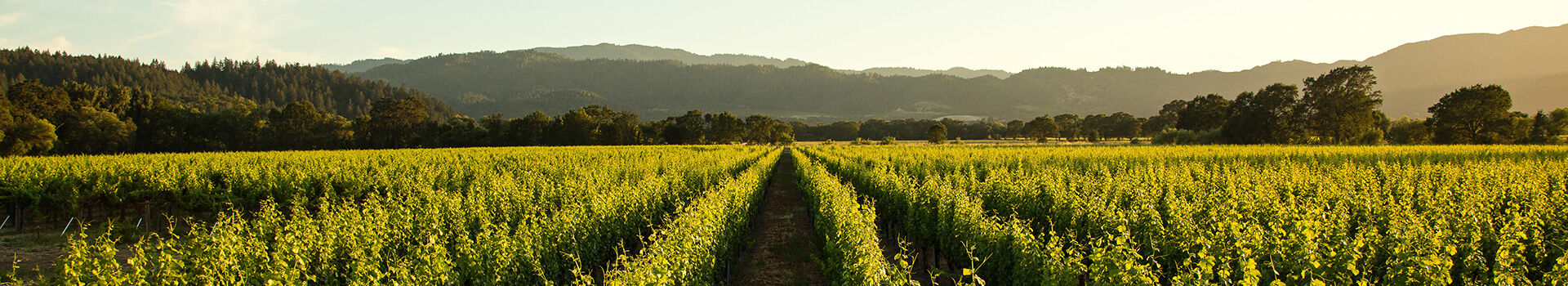 Beringer Vineyard