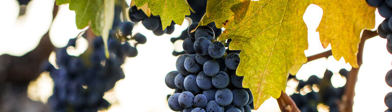 Beringer Grape Clusters