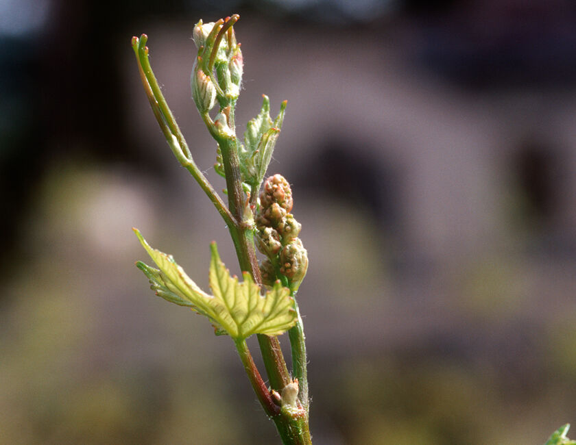 Bud Break in Beringer Vineyard