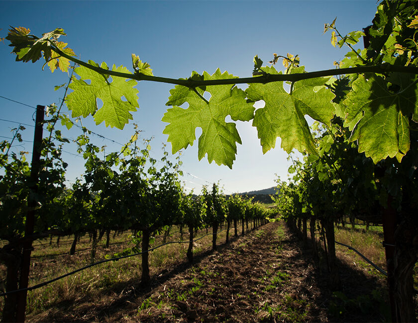 Beringer vineyards