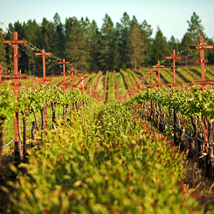 Beringer Vineyard Cover Crop During Spring