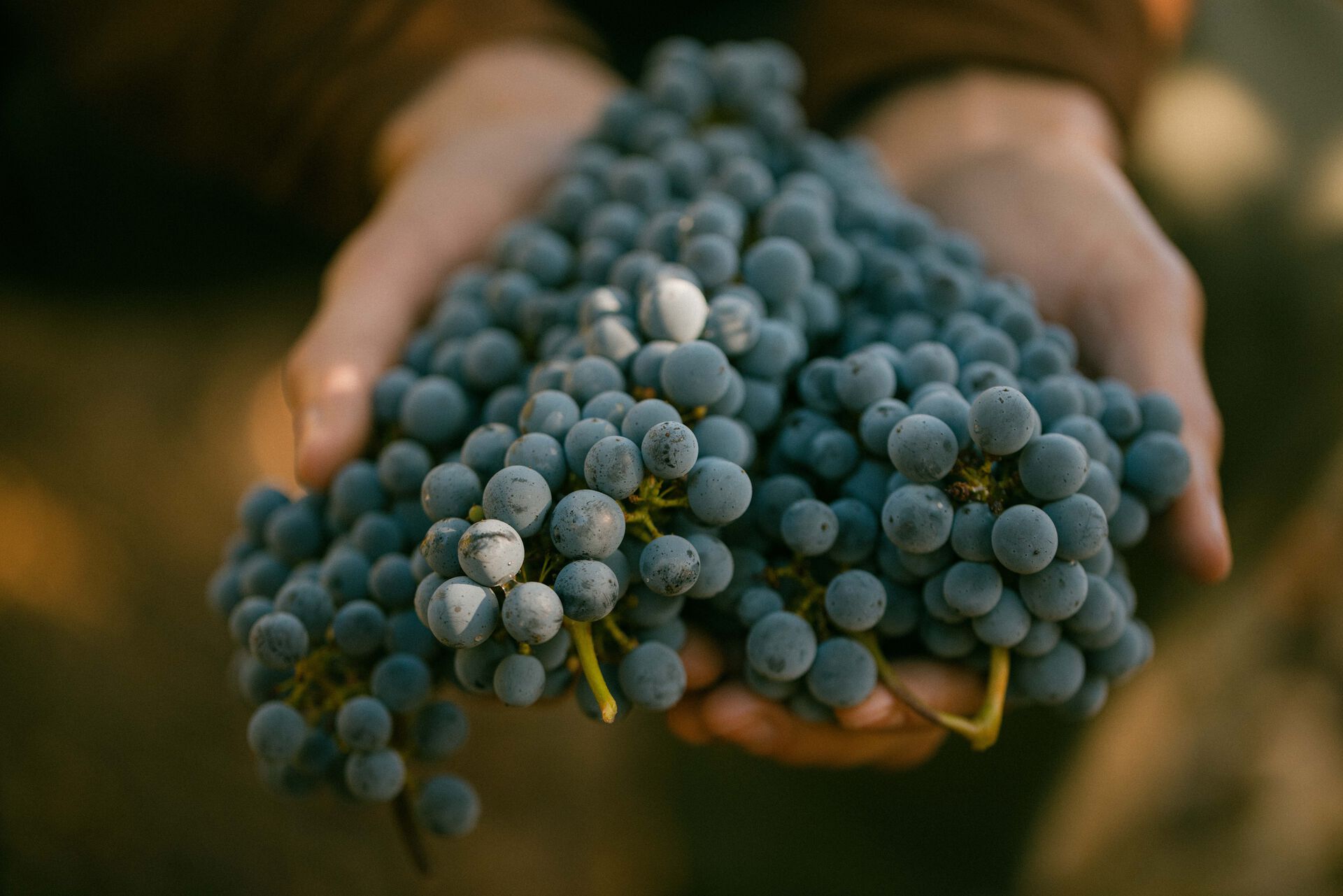 Hands holding grapes
