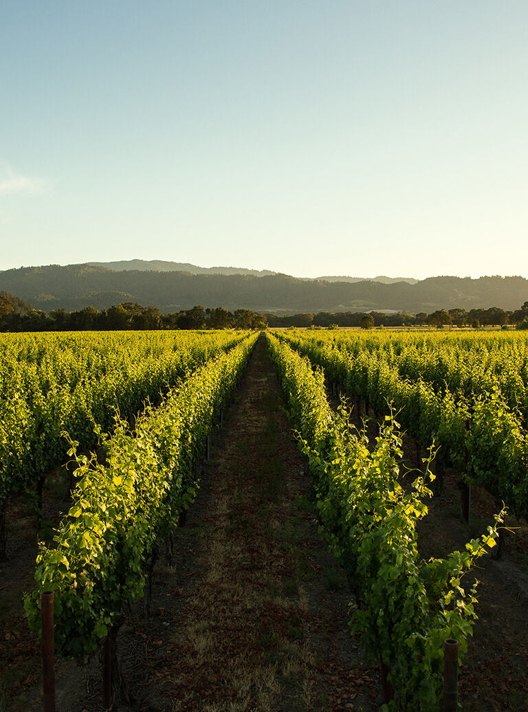 Beringer Vineyard Landscape