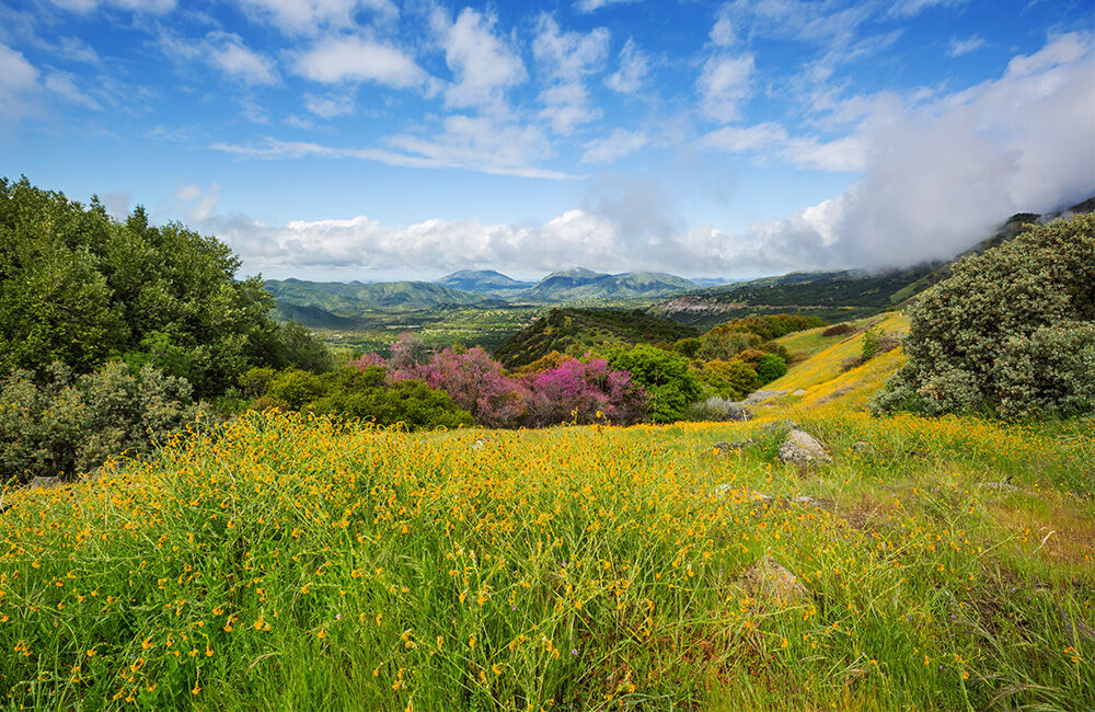 Wildflowers