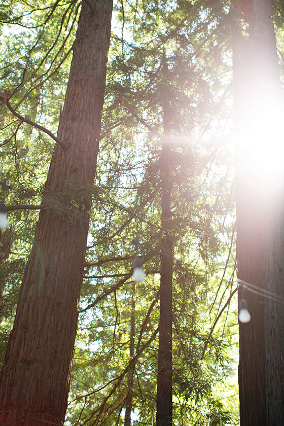 Redwood grove at Beringer