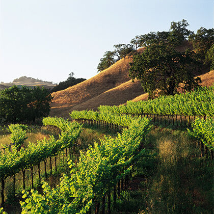 Beringer Vineyard