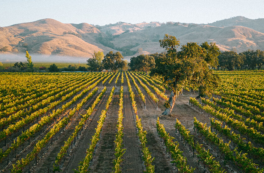 Beringer Knights Valley Horizon