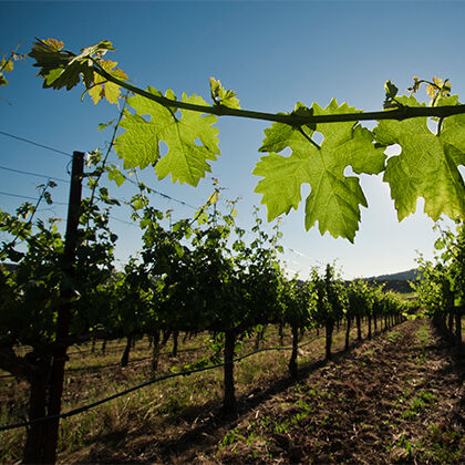 Beringer Vineyard