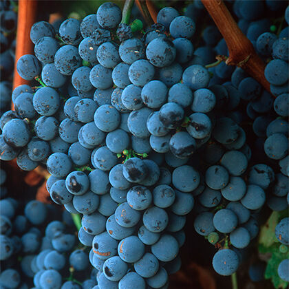 Cluster of Beringer Grapes