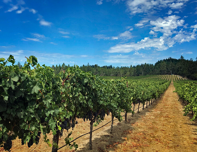 Howell Mountain Beringer Vineyard