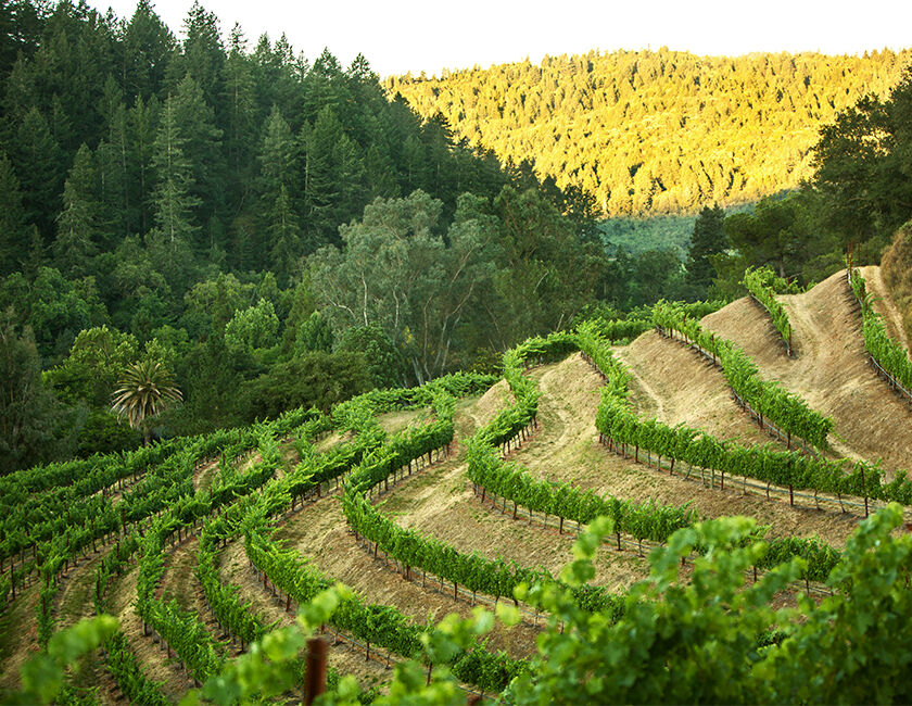 St. Helena Beringer Vineyard