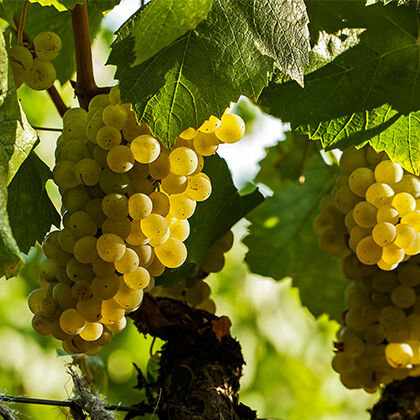 Beringer Grape Cluster