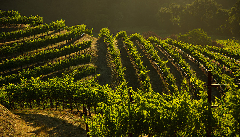 Beringer Chabot Vineyard